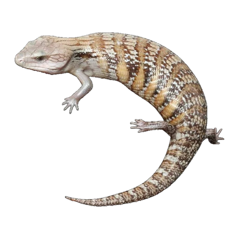 Northern Caramel White Blue Tongue Skink (Het T plus) | Tiliqua scincoides intermedia