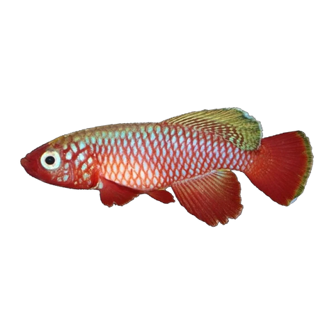 Nothobranchius Cardinalis