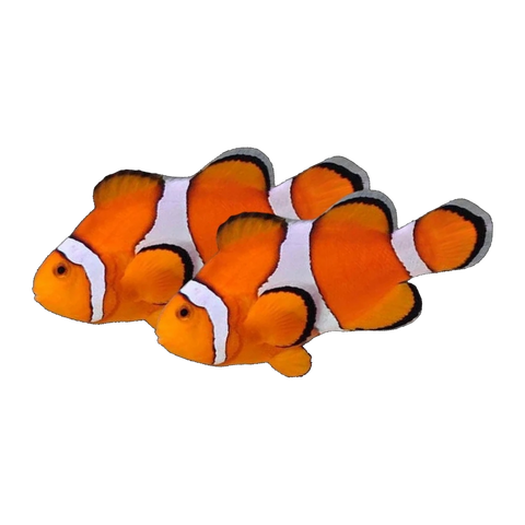Orange & White Ocellaris Clownfish Pair | Amphiprion ocellaris