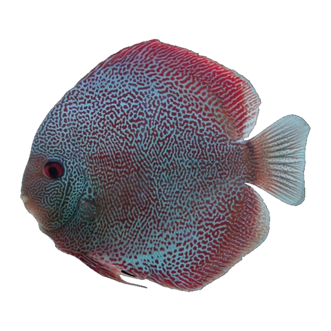 Panthera Discus