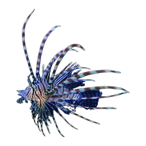 Peacock Volitan Lionfish | Pterois volitans