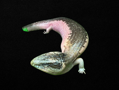 Pied Blue Tongue Skink | Tiliqua scincoides