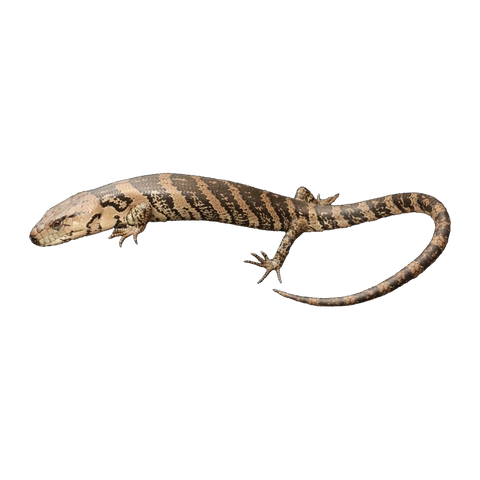Pink-tongue Skink | Cyclodomorphus gerrardii