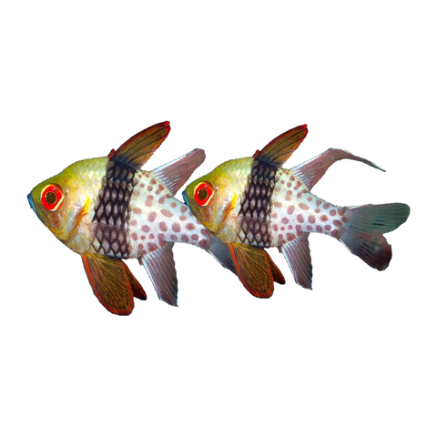 Pyjama Cardinalfish Pair | Sphaeramia nematoptera
