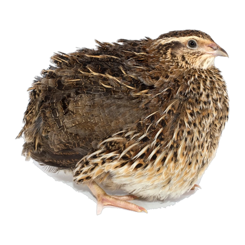 Frozen Quail 2 Week