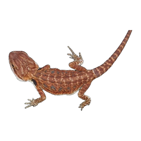 Red Devil Bearded Dragon | Pogona vittaceps