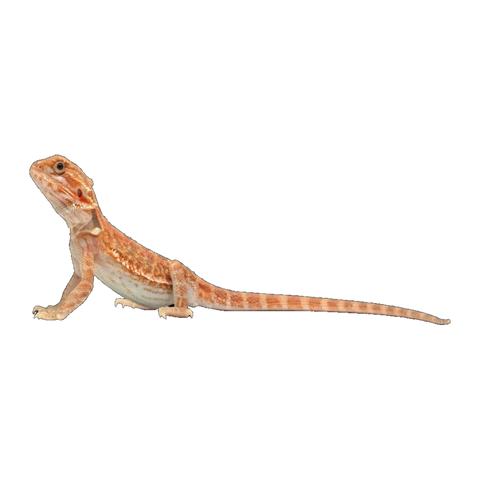 Red Phase Bearded Dragon | Pogona vitticeps