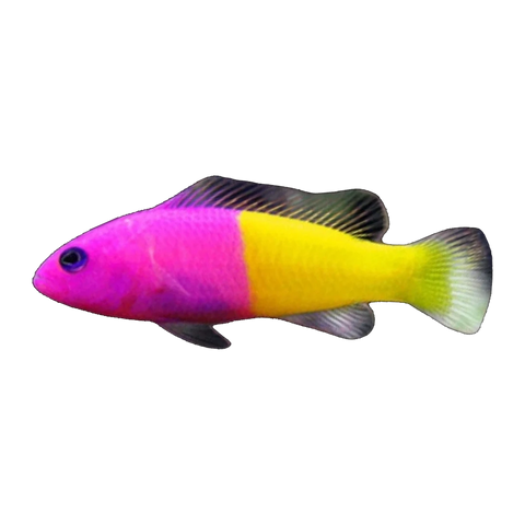 Royal Dottyback | Pictichromis paccagnellae
