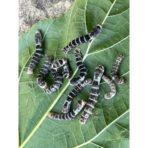 Live Silkworms 12 pack