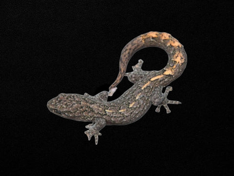 Southern Marbled Gecko | Christinus marmoratus