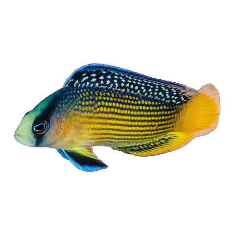 Splendid Dottyback | Manonichthys splendens