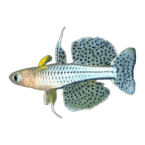 Spotted Blue Eye