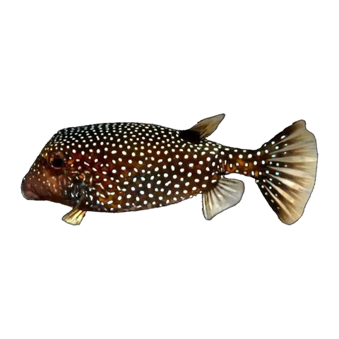 Spotted Boxfish | Ostracion meleagris