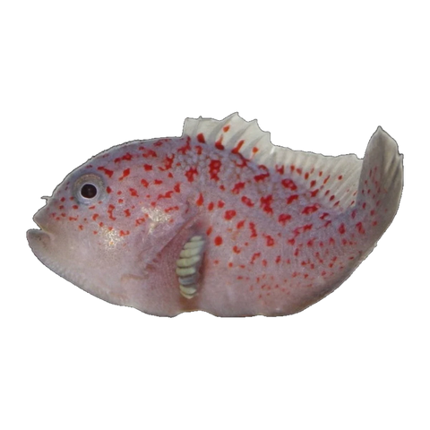 Spotted Coral Croucher | Caracanthus maculatus