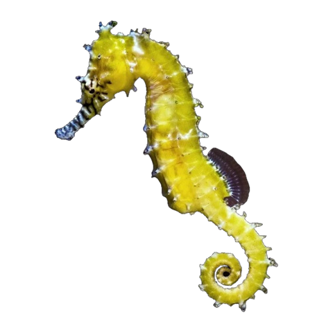 Spotted Seahorse | Hippocampus kuda