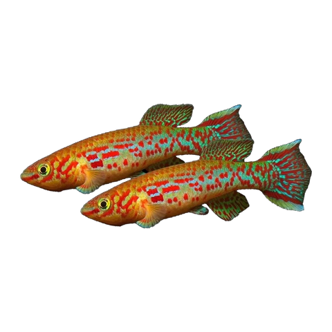 Steel Blue Killifish Pair