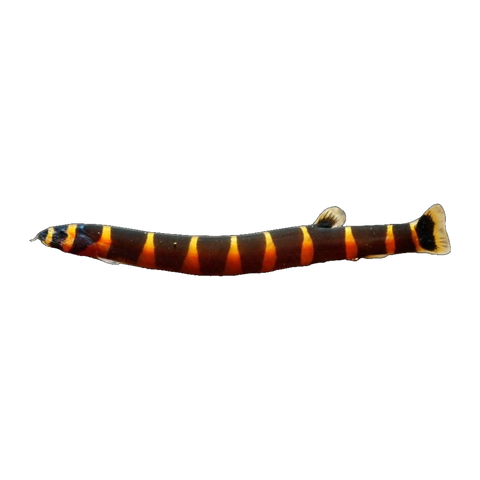 Thai Jumbo Kuhli Loach