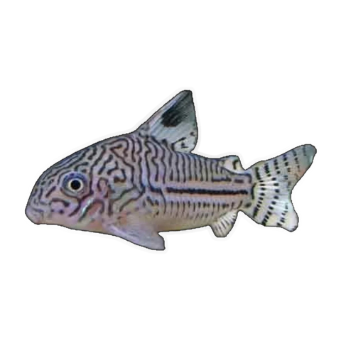 Threestripe/Leopard Corydoras | Hoplisoma trilineatum
