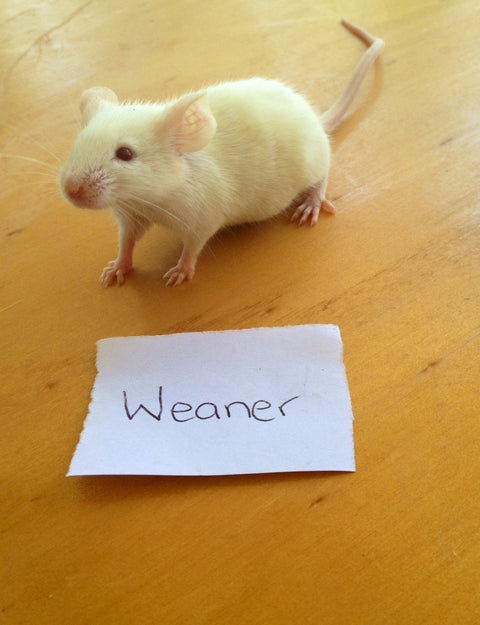 Frozen Mice Weaners