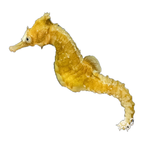 White's Seahorse | Hippocampus whitei