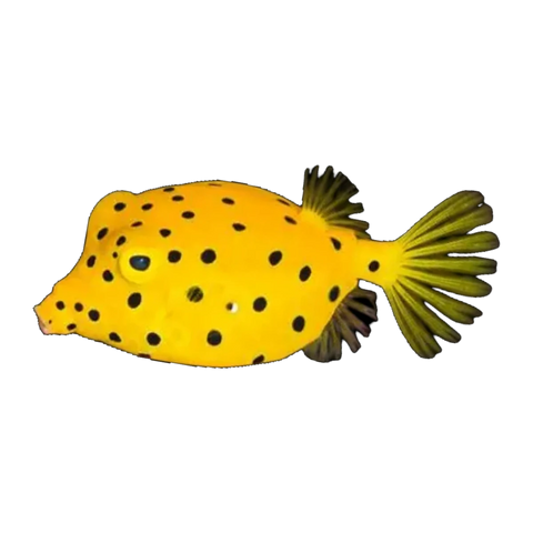Yellow Boxfish | Ostracion cubicus