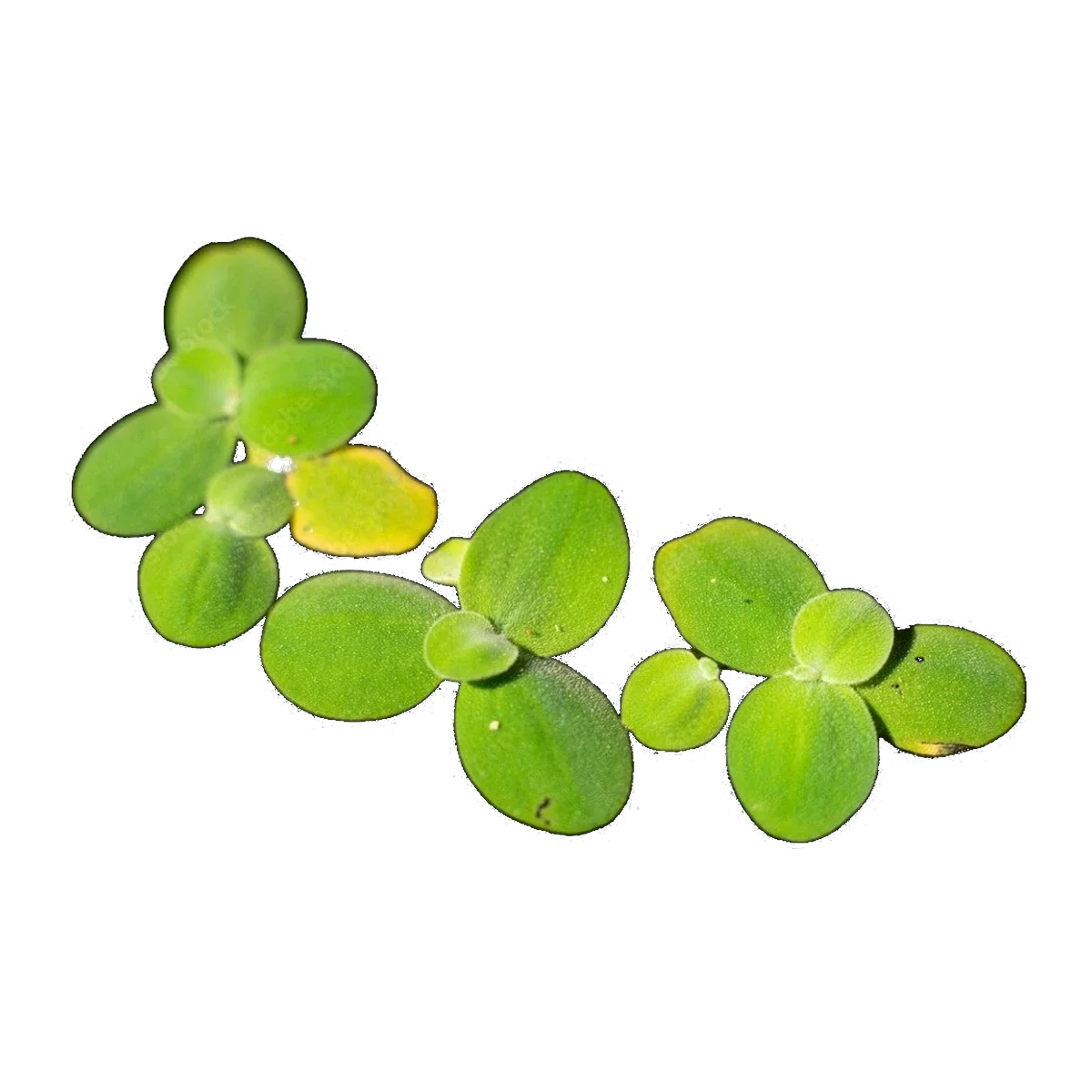 Duckweed Care Guide (Lemna minor)