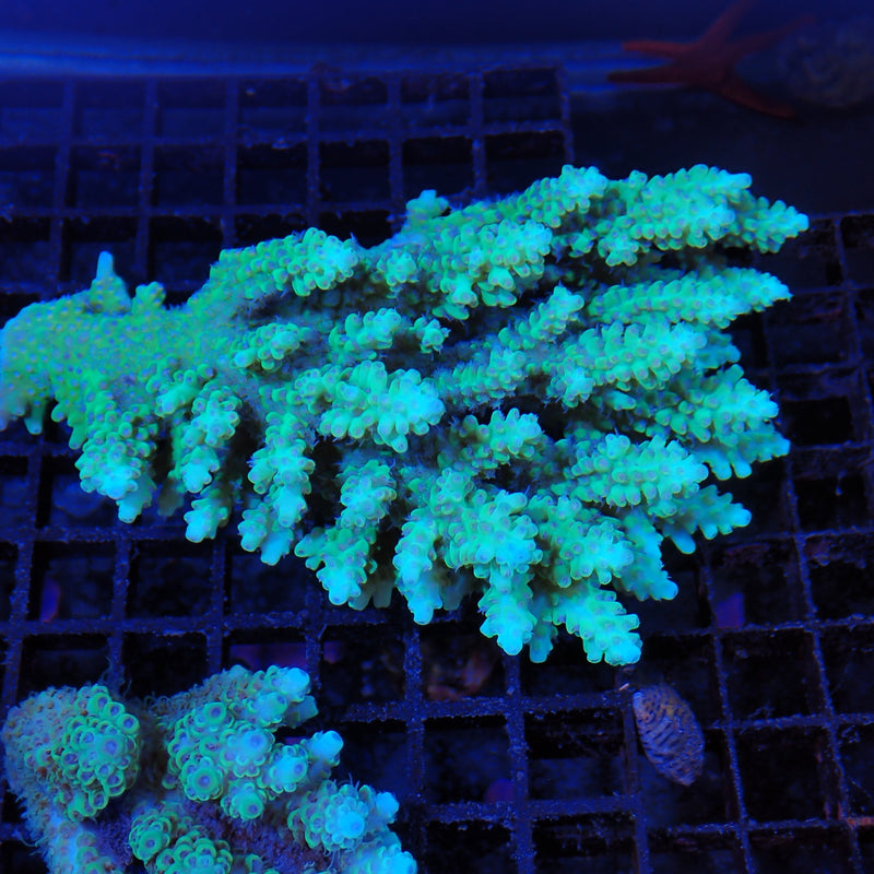 Acropora SPS coral at Nicks Aquarium