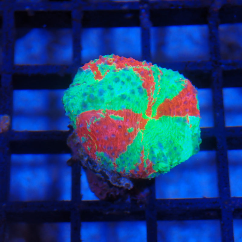 Acanthastrea bowerbanki coral at Nicks Aquarium
