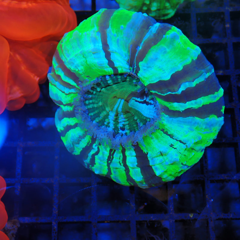 Acanthophyllia coral at Nicks Aquarium