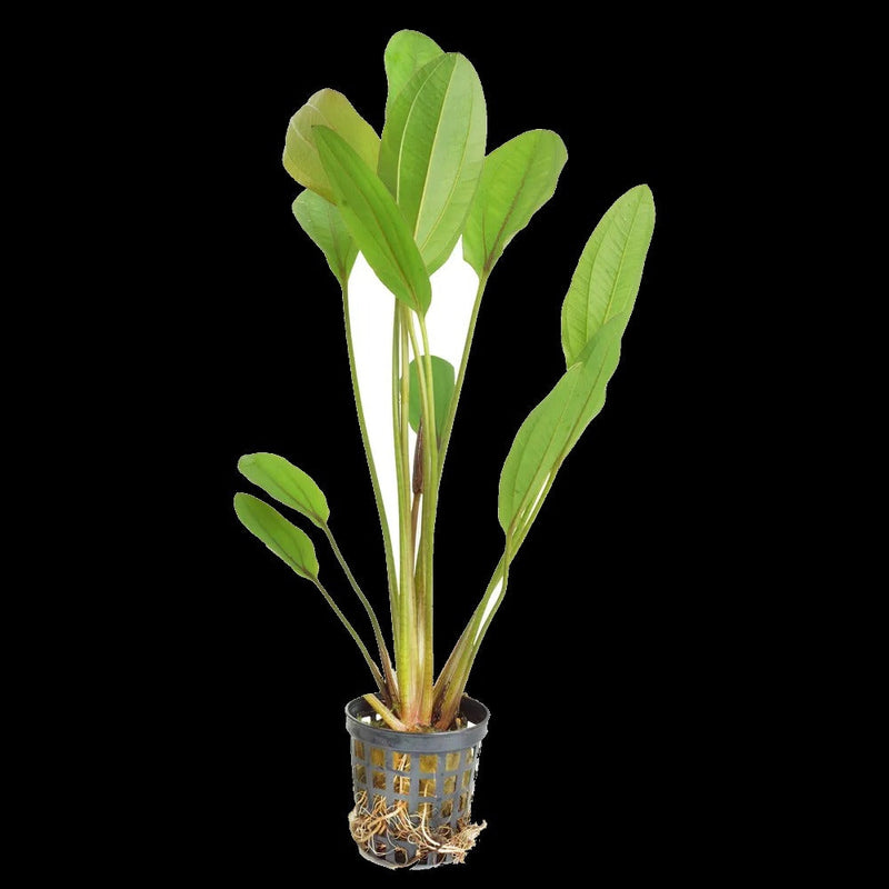 Sword Plants