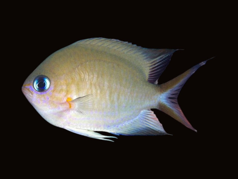Chromis