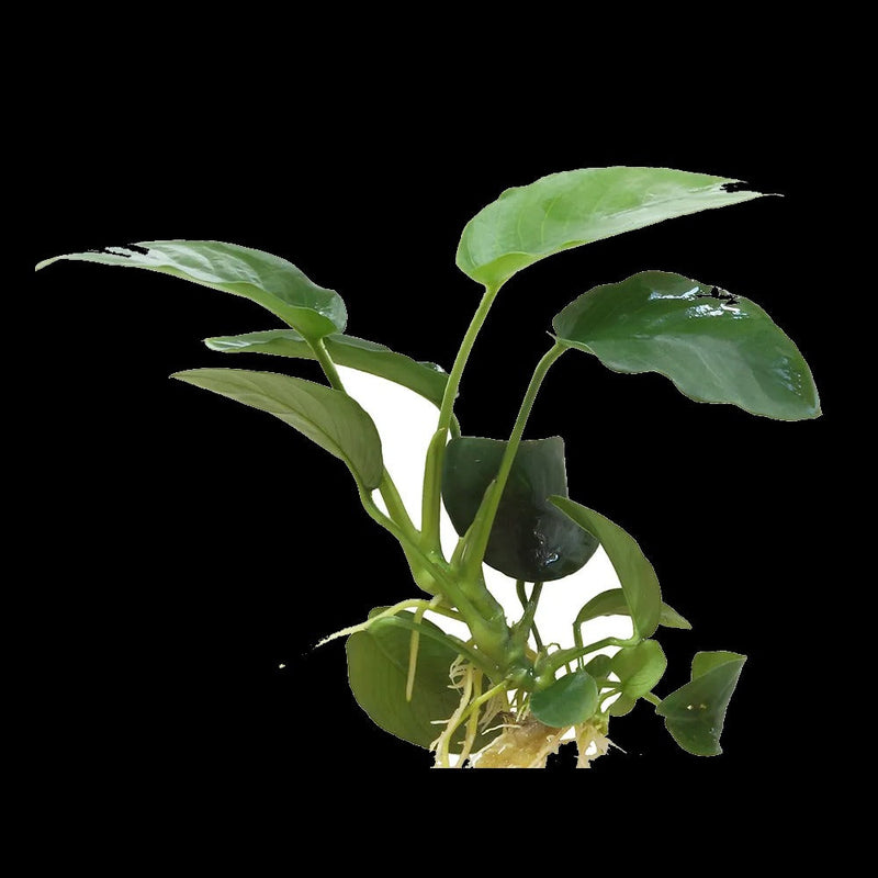 Anubias