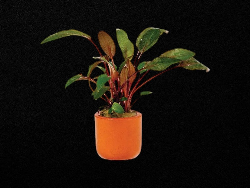 Cryptocoryne