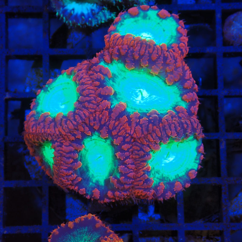 Blastomussa coral at Nicks Aquarium