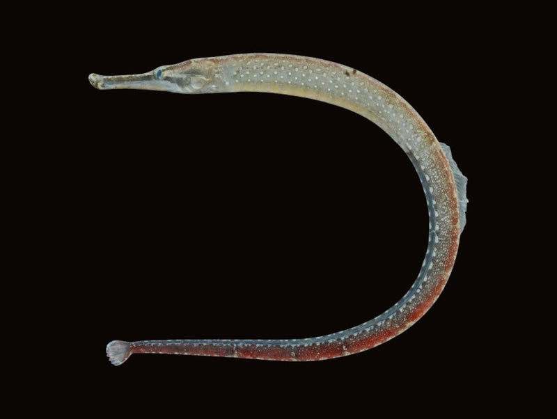 Pipefish