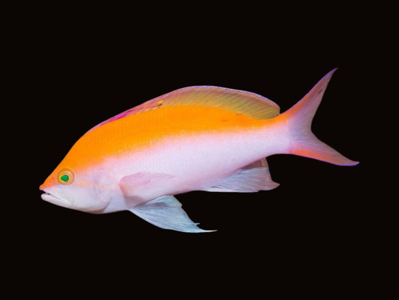 Anthias