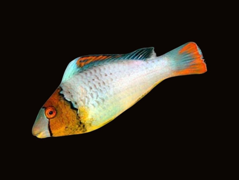 Parrotfish