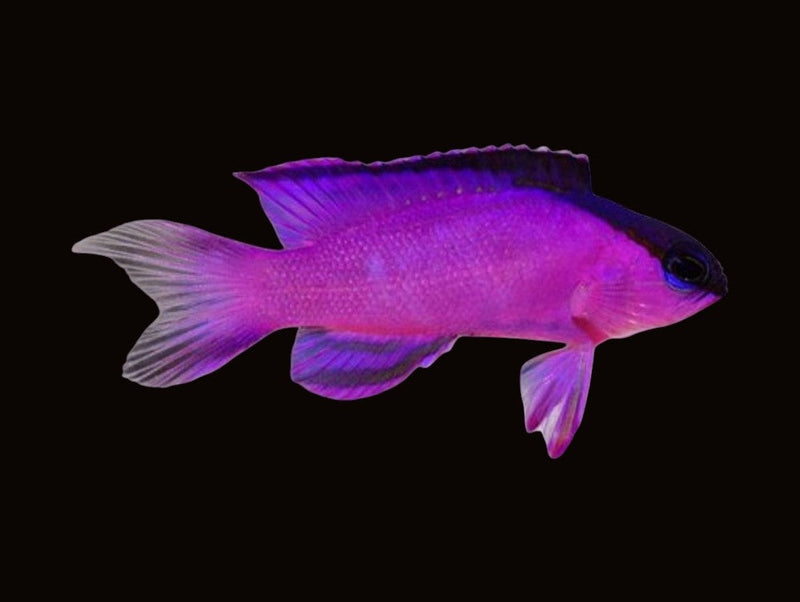 Basslets