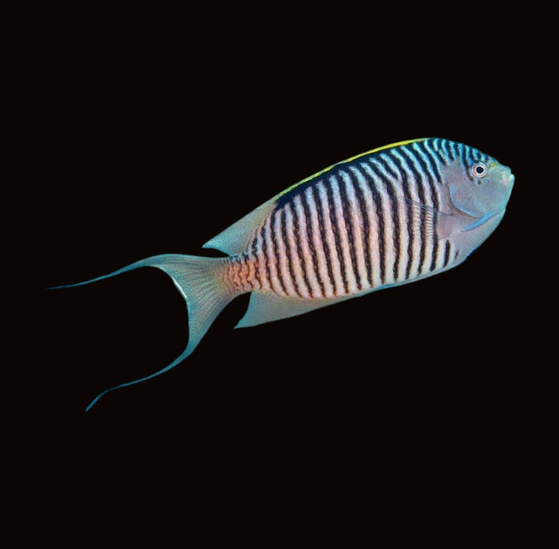 Angel Fish Large & Dwarf