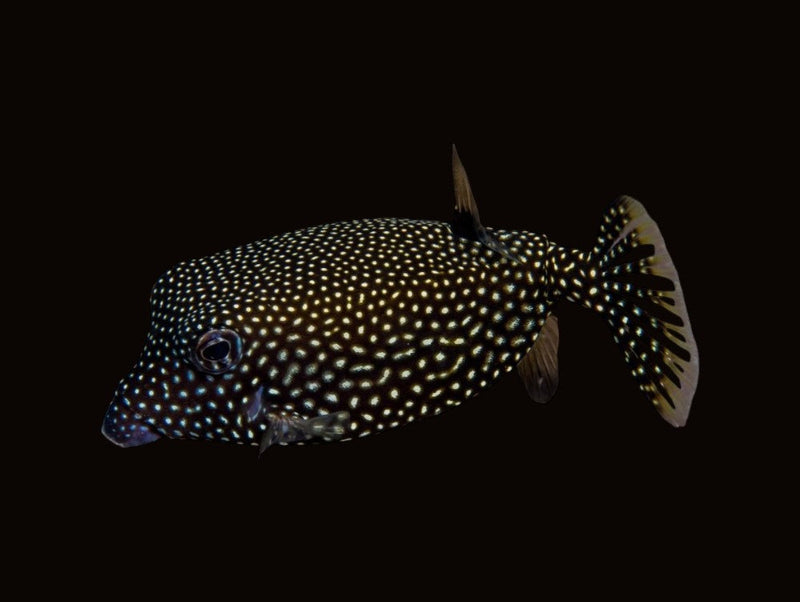 Boxfish