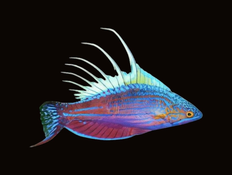 Wrasse & Hogfish