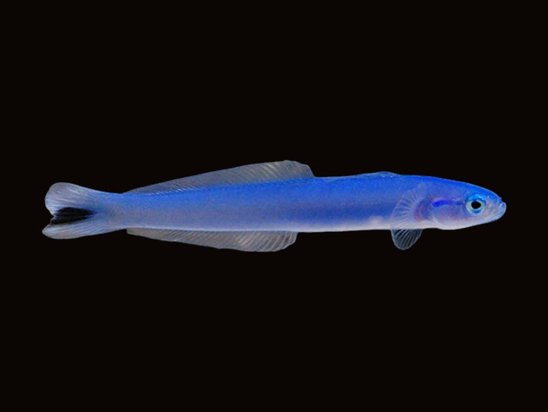 Dartfish