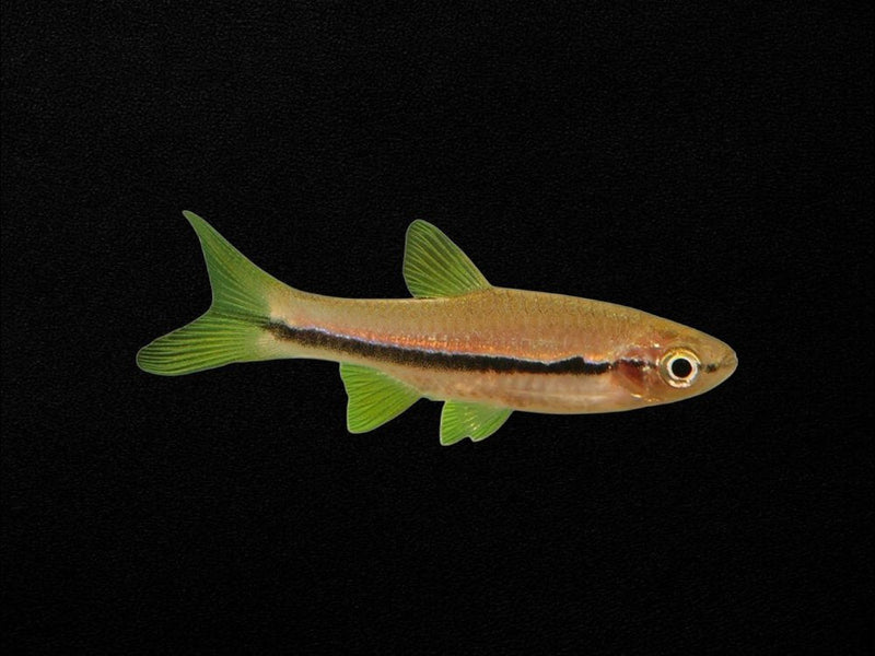 Rasboras