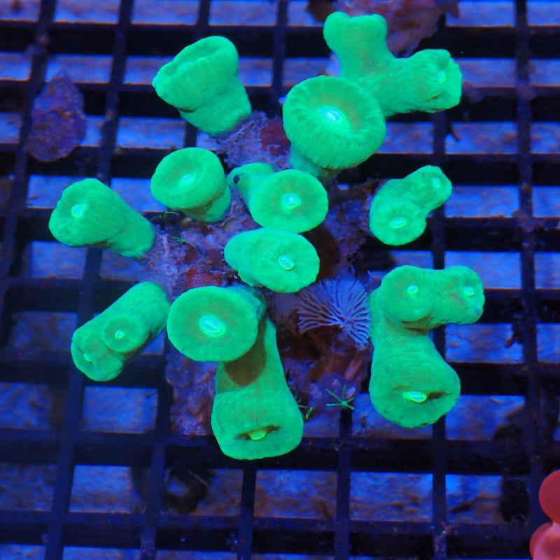 Candy cane trumpet coral at Nicks Aquarium