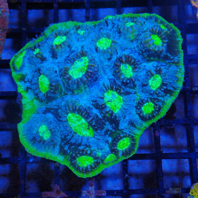 Chalice coral at Nicks Aquarium