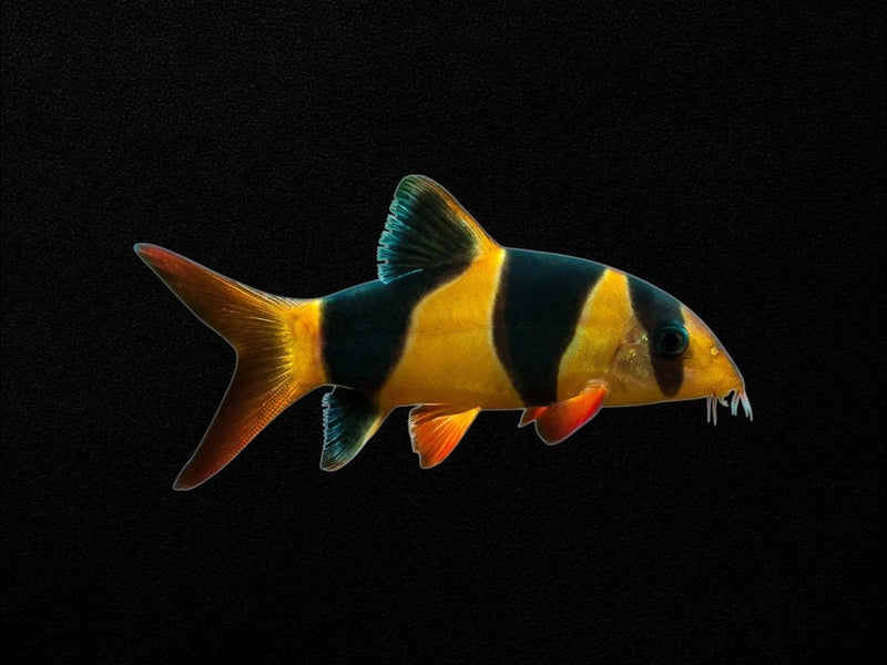 Loaches