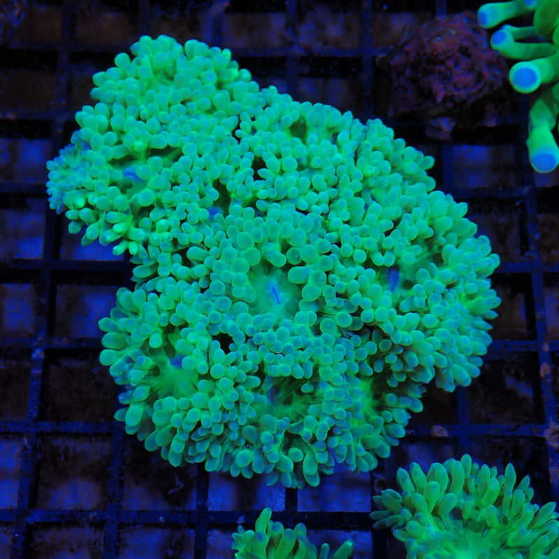 Duncan coral at Nicks Aquarium