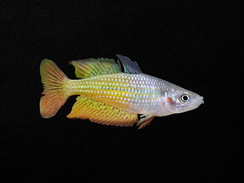Rainbowfish & Blue-Eyes