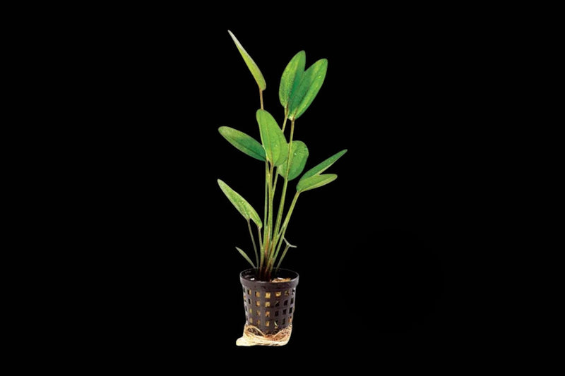 Bucephalandra