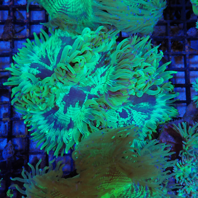 Elegance coral at Nicks Aquarium